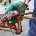 Islanders go deep to save sea life | Photo gallery