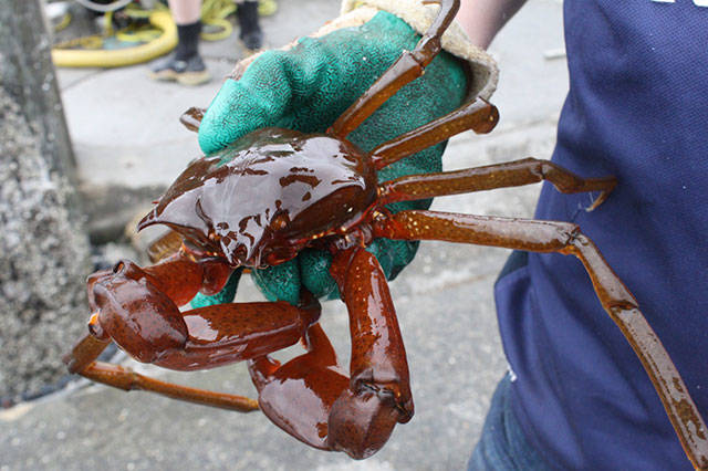 Islanders go deep to save sea life | Photo gallery