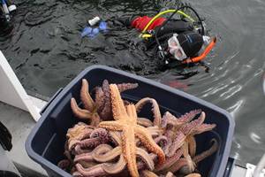 Islanders go deep to save sea life | Photo gallery