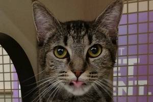 Kiki and Jack are this week’s adoptable pets