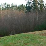 Sakai options on the agenda at next parks board meeting