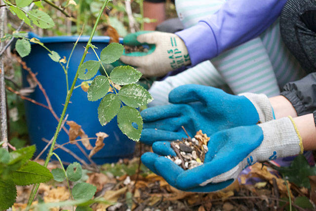 Annual Bainbridge beach cleanup day | Photo gallery