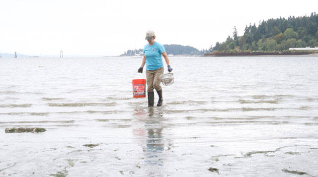 Annual Bainbridge beach cleanup day | Photo gallery