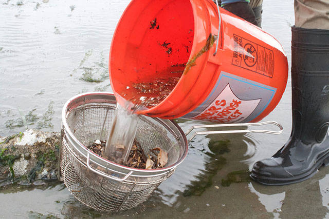 Annual Bainbridge beach cleanup day | Photo gallery