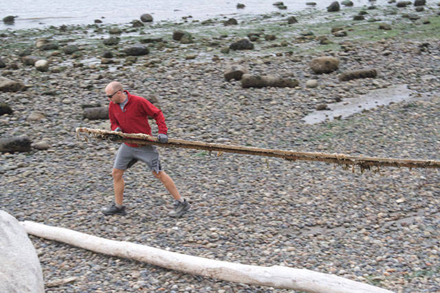 Annual Bainbridge beach cleanup day | Photo gallery
