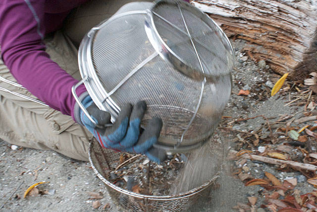 Annual Bainbridge beach cleanup day | Photo gallery