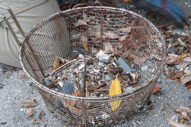 Annual Bainbridge beach cleanup day | Photo gallery