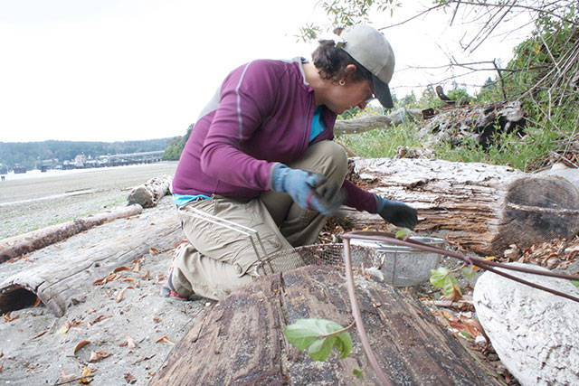 Annual Bainbridge beach cleanup day | Photo gallery