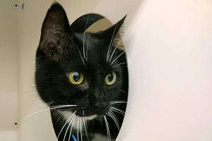 Bootsie and Bone are this week’s adoptable pets