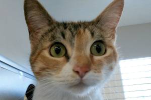 Serena and Fats are this week’s adoptable pets