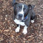 Serena and Fats are this week’s adoptable pets