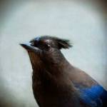 Yuko Ishii, &ldquo;Song of a Stellar&rsquo;s Jay.&rdquo;(Image courtesy of Yuko Ishii | Bainbridge Arts & Crafts)