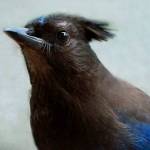 New art takes flight with ‘Considering Corvidae’