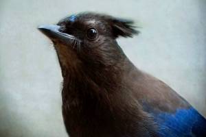 New art takes flight with ‘Considering Corvidae’