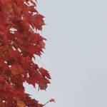 A lone leaf gives up the fight against strong winds Wednesday near the Island Village Shopping Center. (Brian Kelly | Bainbridge Island Review)