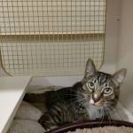 Henry and Lucy are this week’s adoptable pets