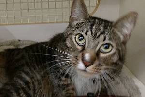 Henry and Lucy are this week’s adoptable pets