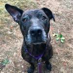 Henry and Lucy are this week’s adoptable pets