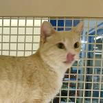 Belinda and Gloria are this week’s adoptable pets