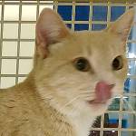 Belinda and Gloria are this week’s adoptable pets