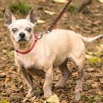 Belinda and Gloria are this week’s adoptable pets