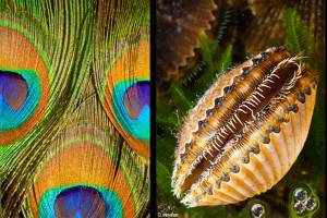 Biomimicry is the topic at next Kitsap Audubon meeting