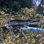 UPDATE | Falling tree smashes two cars, but no one injured
