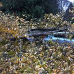 UPDATE | Falling tree smashes two cars, but no one injured