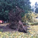 UPDATE | Falling tree smashes two cars, but no one injured
