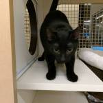 Tidbit and Piglet are this week’s adoptable pets