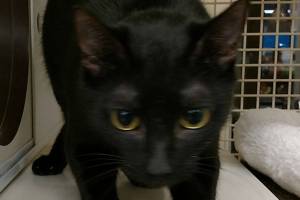 Tidbit and Piglet are this week’s adoptable pets