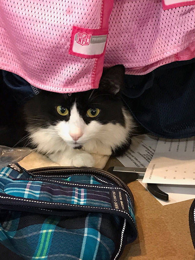 Paws & Fins celebrates 20 years by moving to a larger location