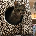 Paws & Fins celebrates 20 years by moving to a larger location