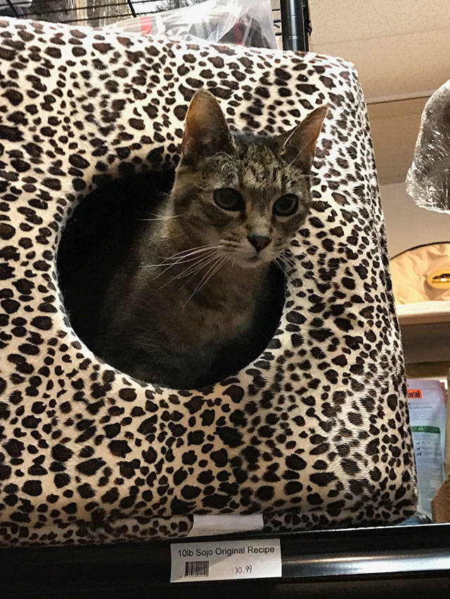 Paws & Fins celebrates 20 years by moving to a larger location