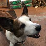 Paws & Fins celebrates 20 years by moving to a larger location