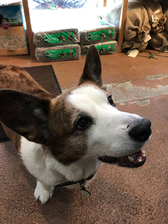 Paws & Fins celebrates 20 years by moving to a larger location