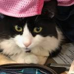 Paws & Fins celebrates 20 years by moving to a larger location