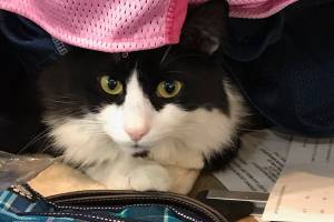 Paws & Fins celebrates 20 years by moving to a larger location