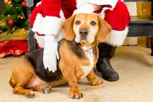 Santa Paws is coming to town