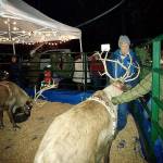 Visitors to last years Winter Wonderland check out the reindeer in Waterfront Park. (Luciano Marano | Bainbridge Island Review)