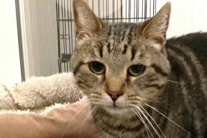 Oscar and Bandi are this week’s adoptable pets