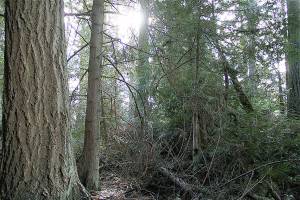 Development of Suzuki property estimated to cost $4.2 million