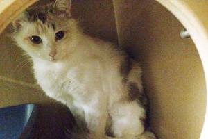 Angel and Fats are this week’s adoptable pets