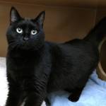 This week’s adoptable pets are Sheba and Lilo