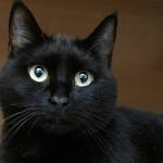 This week’s adoptable pets are Sheba and Lilo