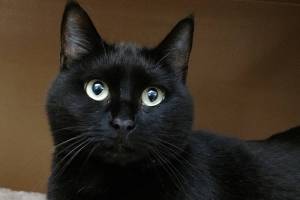 This week’s adoptable pets are Sheba and Lilo