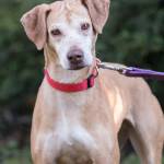This week’s adoptable pets are Sheba and Lilo