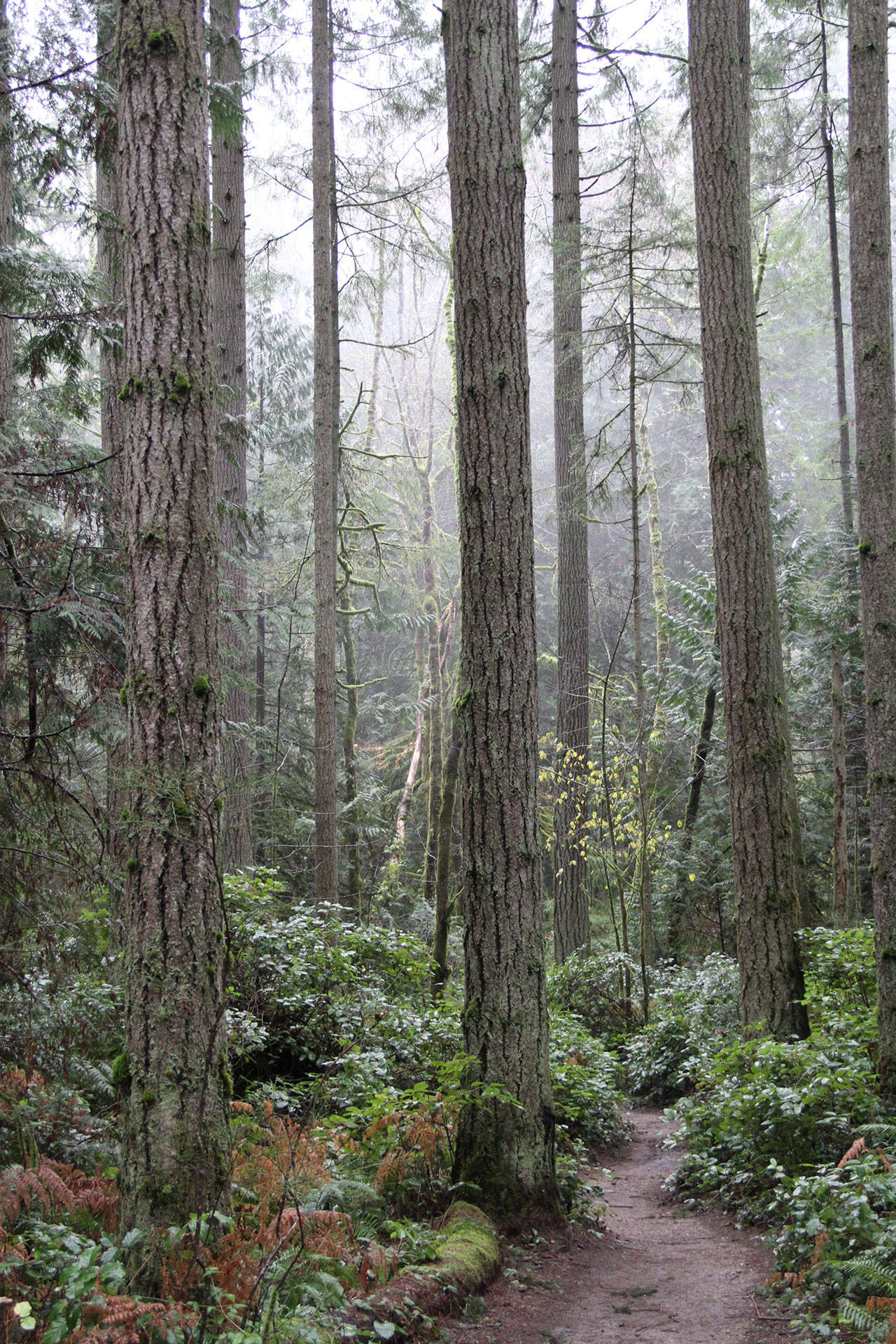 Misty morning in the Grand Forest | Photo of the day 1.7