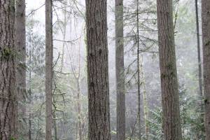 Misty morning in the Grand Forest | Photo of the day 1.7