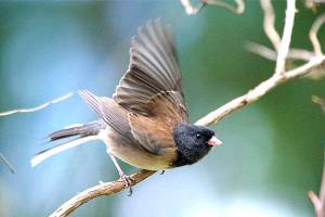 Ordinary/extraordinary junco is common snowbird | Kitsap Birding